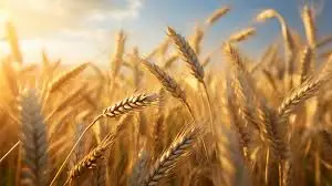 توصيات واخبار البورصه العراقية - بورصة المال العراقية