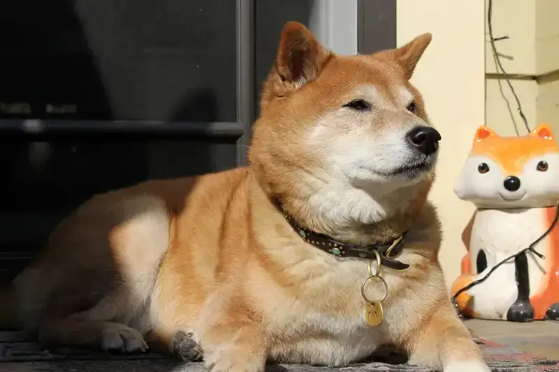 توصيات واخبار العملات الرقمية - هل شيبا إينو على حافة الانهيار الكبير؟